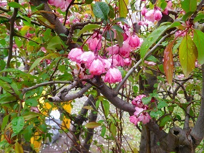 DSCN5520.jpg
