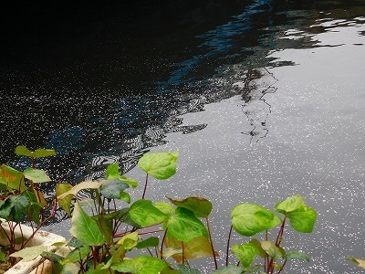 DSCN5539.jpg