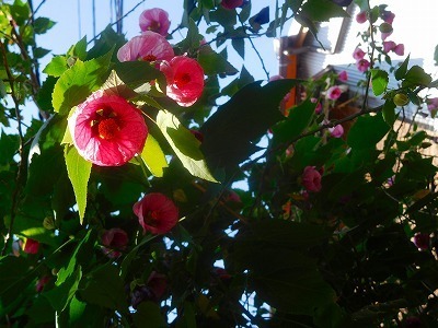 DSCN7931.jpg