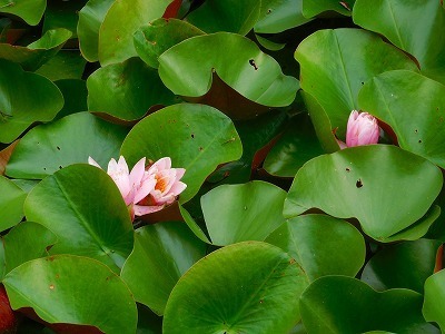 DSCN8052.jpg