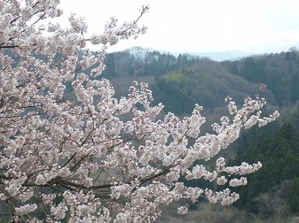 P1020886.jpg